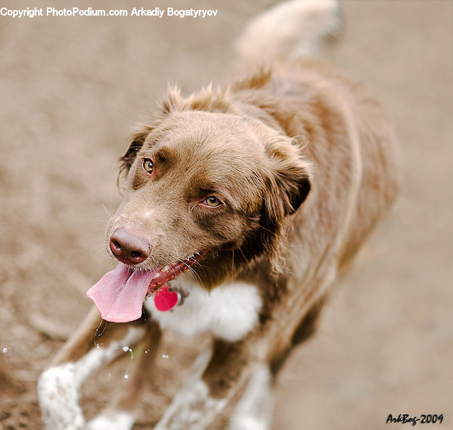 Animal, Canine, Dog, Golden Retriever, Mammal, Pet, Cocker Spaniel