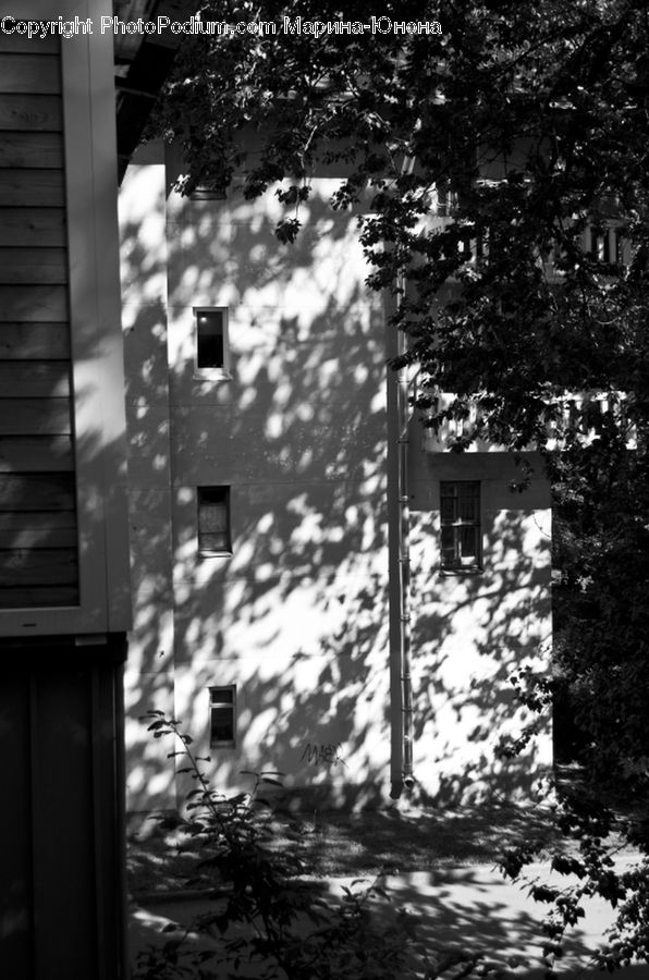 Ivy, Plant, Vine, Tree, City, Downtown, Urban