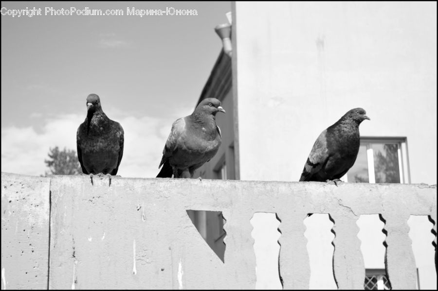 Bird, Pigeon, Collage, Poster