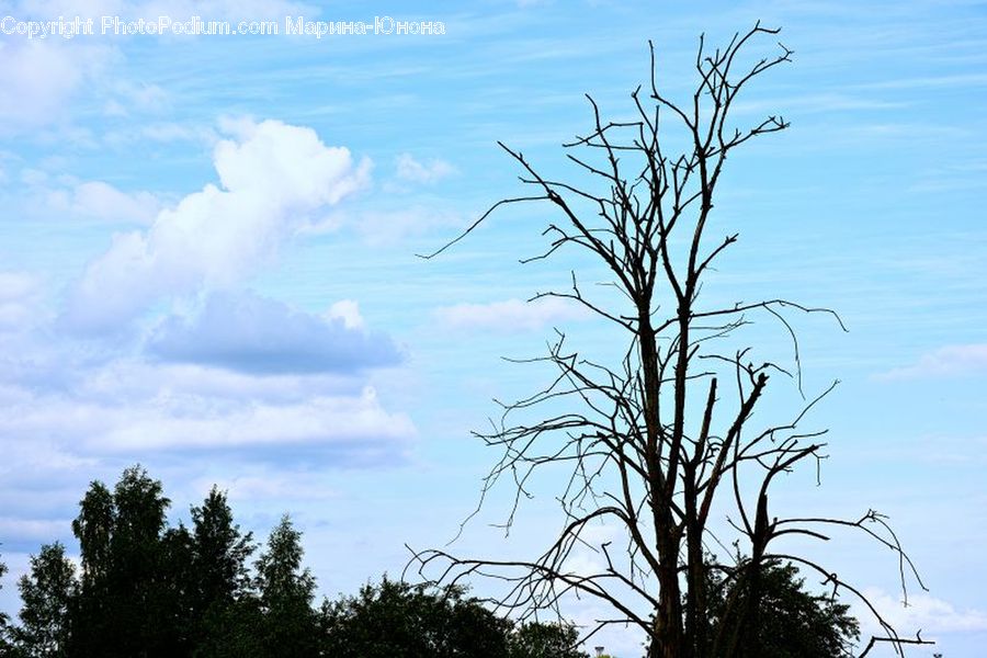 Outdoors, Sky, Cloud, Cumulus, Plant, Tree, Silhouette