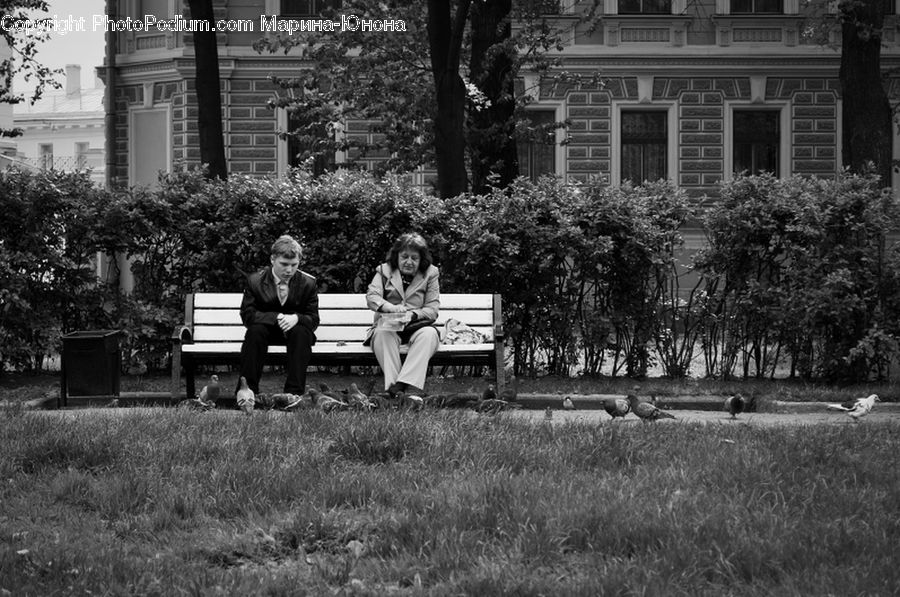 Human, People, Person, Bench, Ivy, Plant, Vine