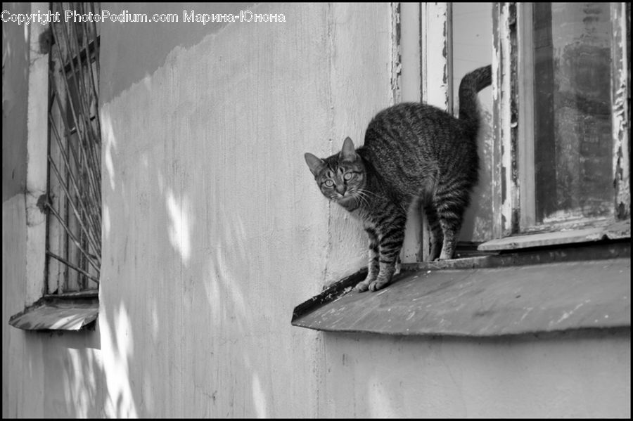 Animal, Cat, Mammal, Pet, Manx, Rodent, Squirrel