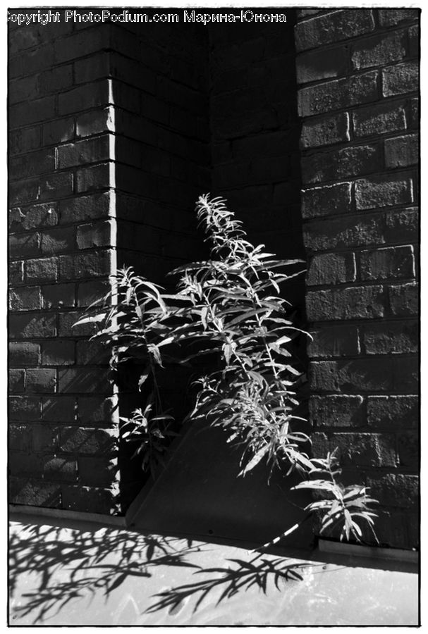 Plant, Potted Plant, Brick, Brochure, Flyer, Poster, Fireplace
