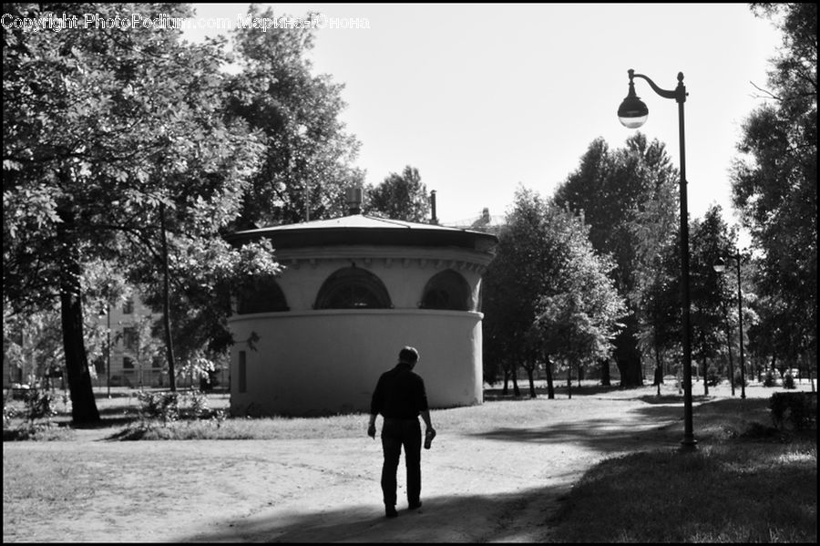 Park, Building, Housing, Villa, Fir, Forest, Grove