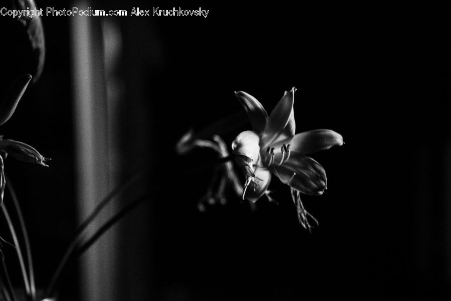 Blossom, Flora, Flower, Geranium, Plant, Finger, Hand