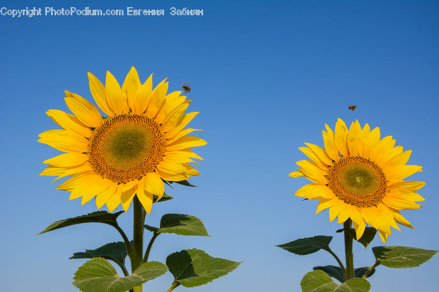 Blossom, Flora, Flower, Plant, Sunflower, Daisies, Daisy