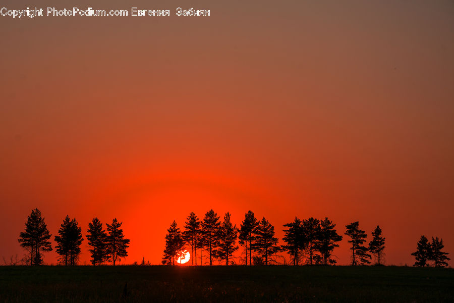 Dawn, Dusk, Red Sky, Sky, Sunrise, Sunset, Conifer