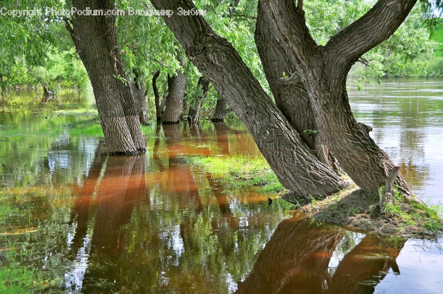 Outdoors, Pond, Water, Fountain, Plant, Tree, Willow