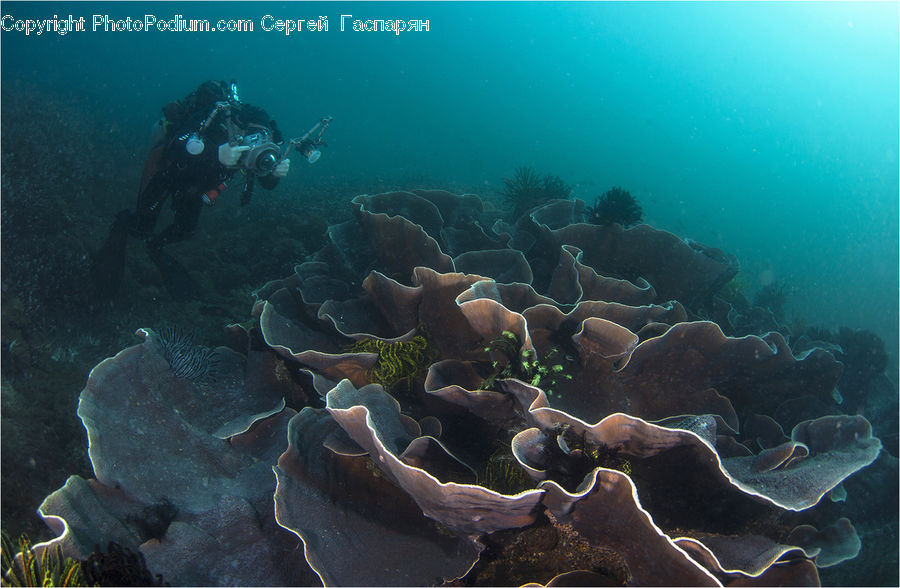 Coral Reef, Outdoors, Reef, Sea, Sea Life, Water, Diver
