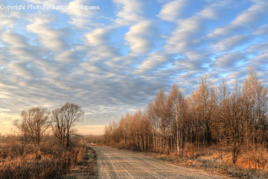 Dirt Road, Gravel, Road, Field, Grass, Grassland, Plant