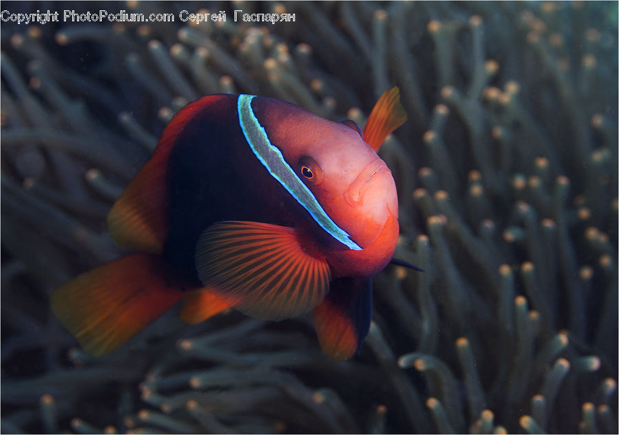 Fish, Sea Life, Coral Reef, Outdoors, Reef, Sea, Water