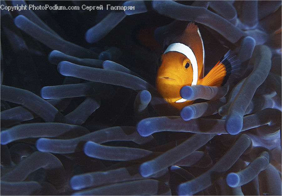 Invertebrate, Sea Anemone, Sea Life, Coral Reef, Outdoors, Reef, Sea