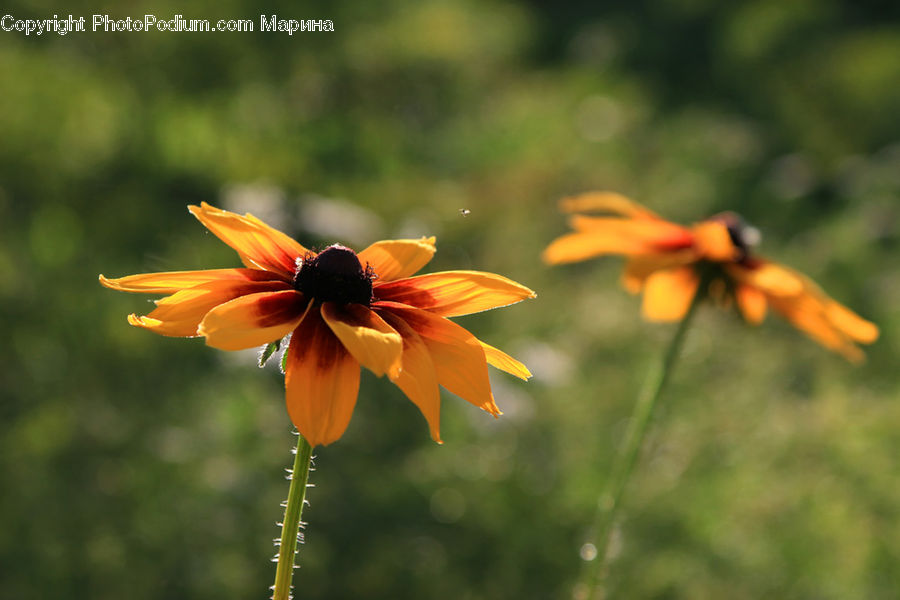 Flora, Flower, Plant, Treasure Flower, Pollen, Blossom, Asteraceae