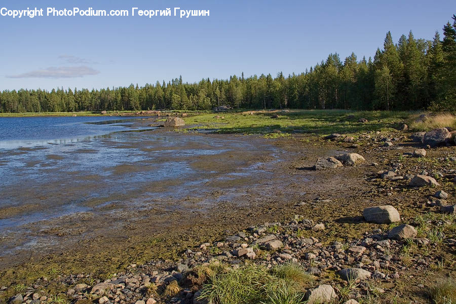 Land, Marsh, Pond, Swamp, Water, Algae, Plant
