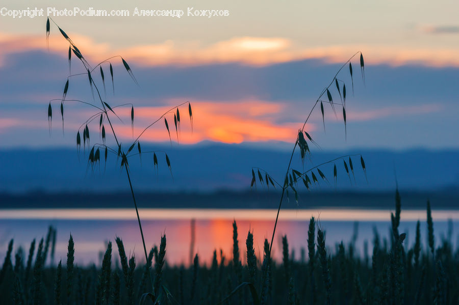 Field, Grass, Grassland, Plant, Reed, Dawn, Dusk