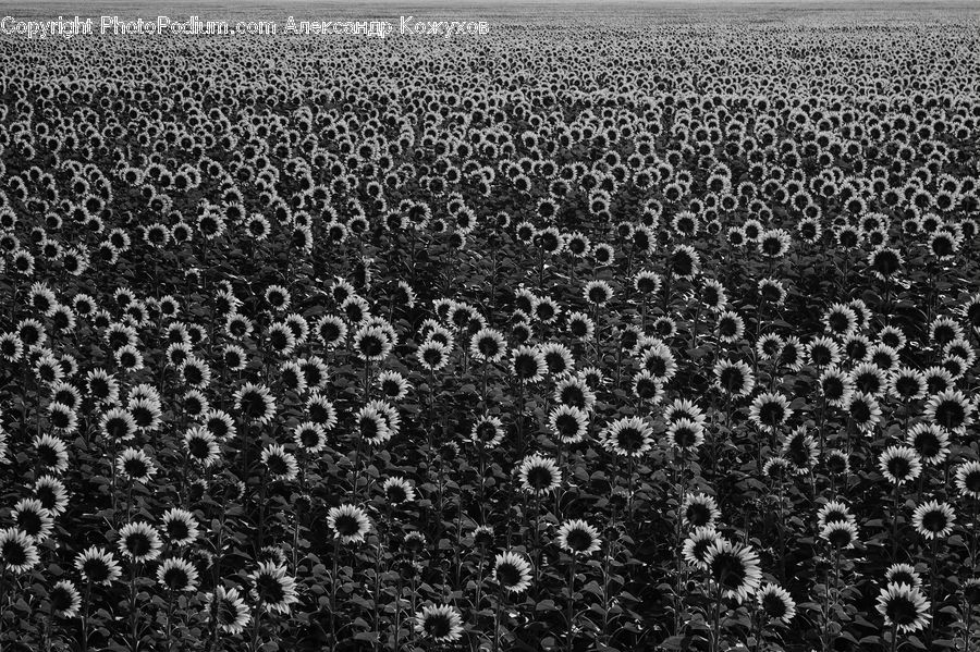 Blossom, Flora, Flower, Plant, Sunflower, Daisies, Daisy