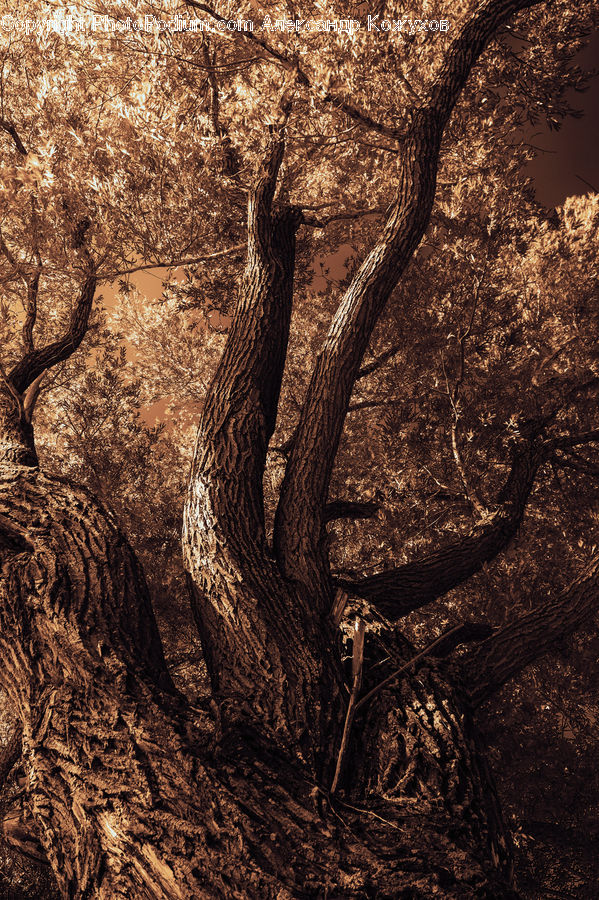 Oak, Tree, Wood, Plant, Bush, Vegetation, Forest