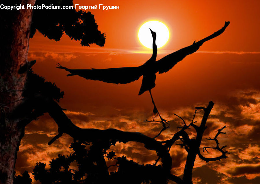 Dusk, Outdoors, Sky, Sunlight, Sunrise, Sunset, Bird