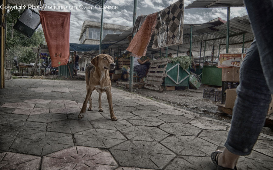 People, Person, Human, Factory, Bench, Flagstone, Animal