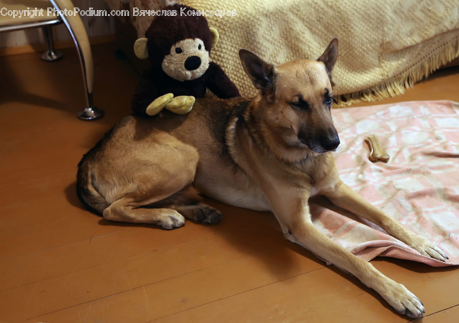Tap, Animal, Canine, Dog, German Shepherd, Mammal, Pet