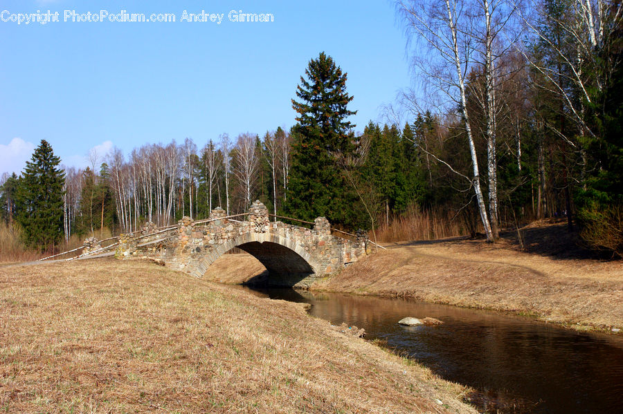 Outdoors, Wilderness, Birch, Tree, Wood, Arch, Forest