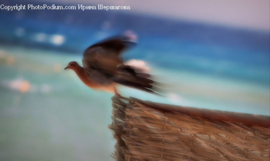 Bird, Blue Jay, Bluebird, Jay, Duck, Teal, Waterfowl