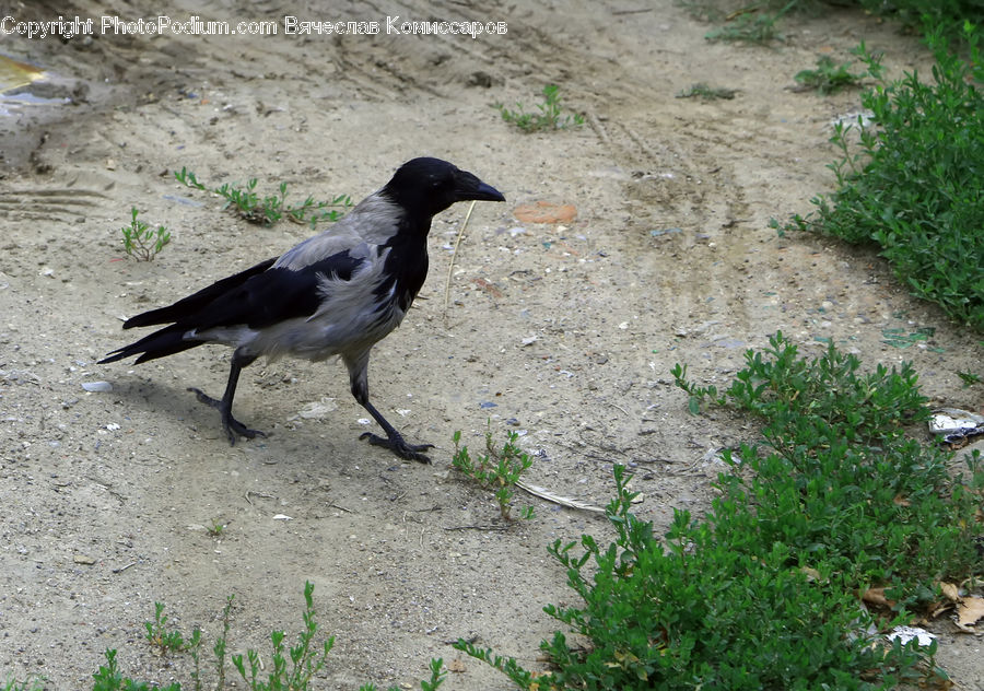 Bird, Blackbird, Crow, Yard, Ground, Soil, Plant