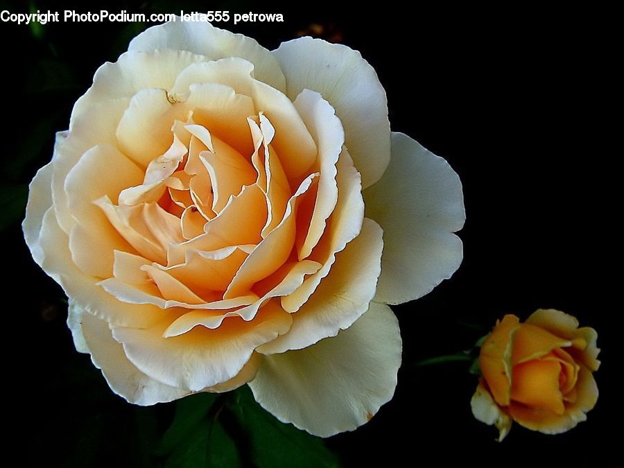 Blossom, Carnation, Flower, Plant, Rose, Flora, Petal