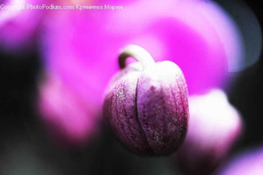 Bud, Plant, Blossom, Crocus, Flora, Flower, Geranium