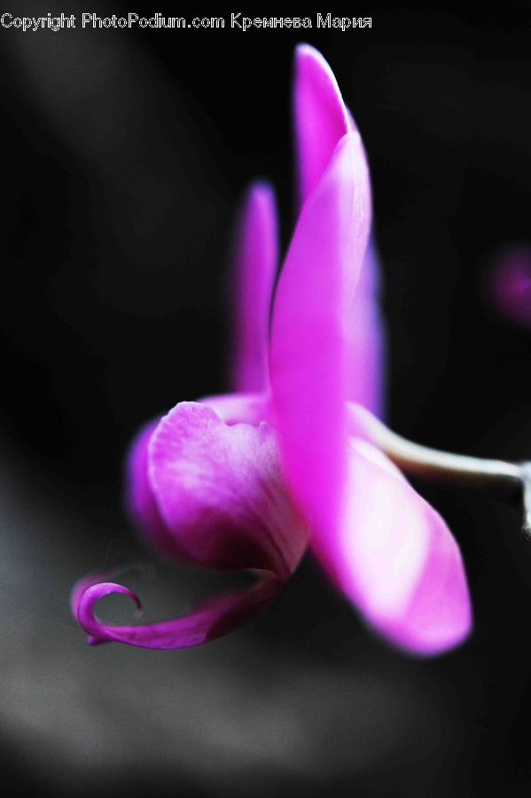 People, Person, Human, Blossom, Crocus, Flora, Flower