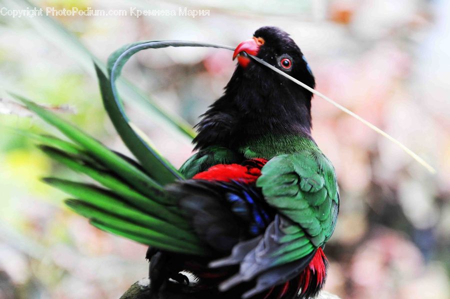 Bird, Macaw, Parrot, Beak, Alien, Art, Blackbird