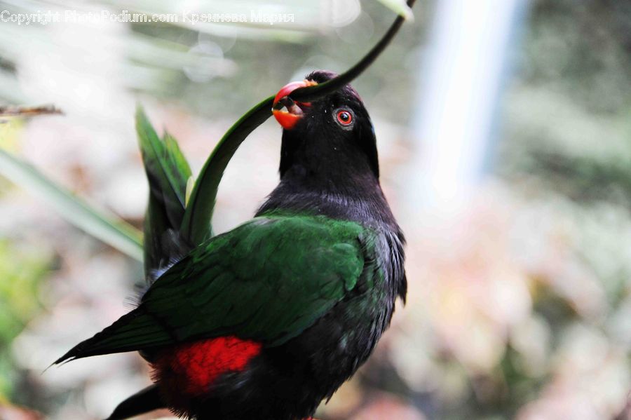 Bird, Blackbird