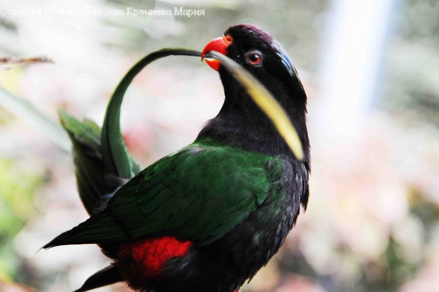 Bird, Blackbird, Beak