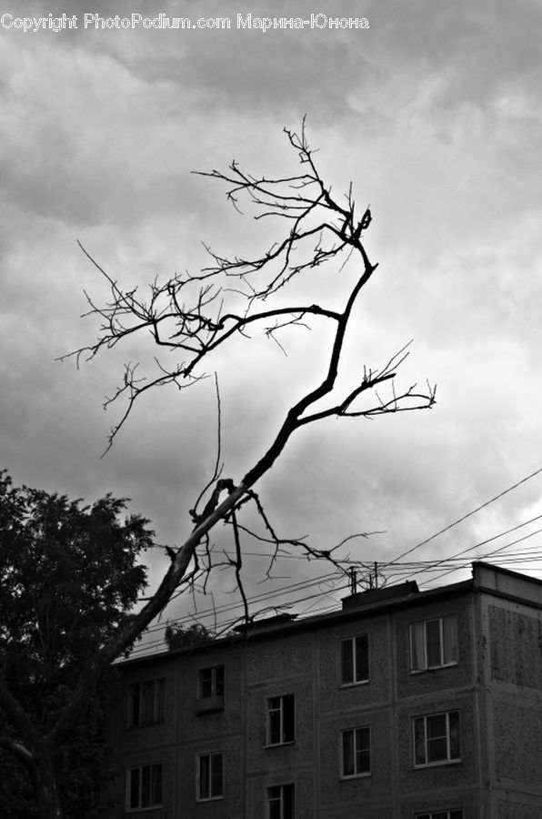Plant, Tree, Outdoors, Sky, Alphabet, Ampersand, City