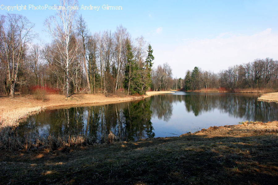 Outdoors, Pond, Water, Forest, Vegetation, Plant, Tree
