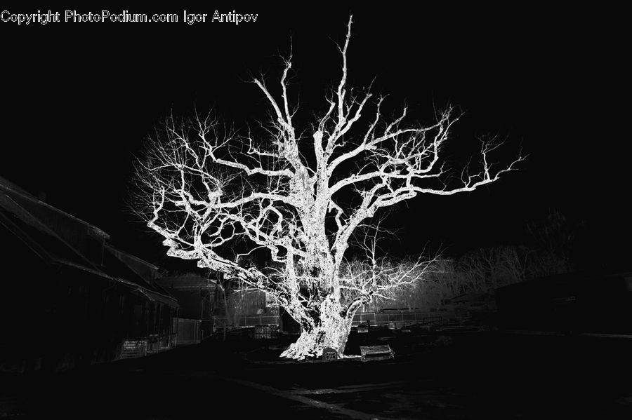 Night, Outdoors, Plant, Tree, Lighting, City, Downtown