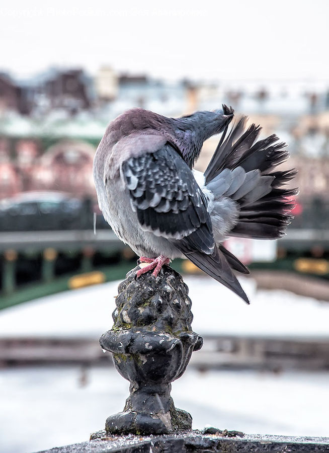 Bird, Pigeon, Smoke, Booby, Bowl, People, Person