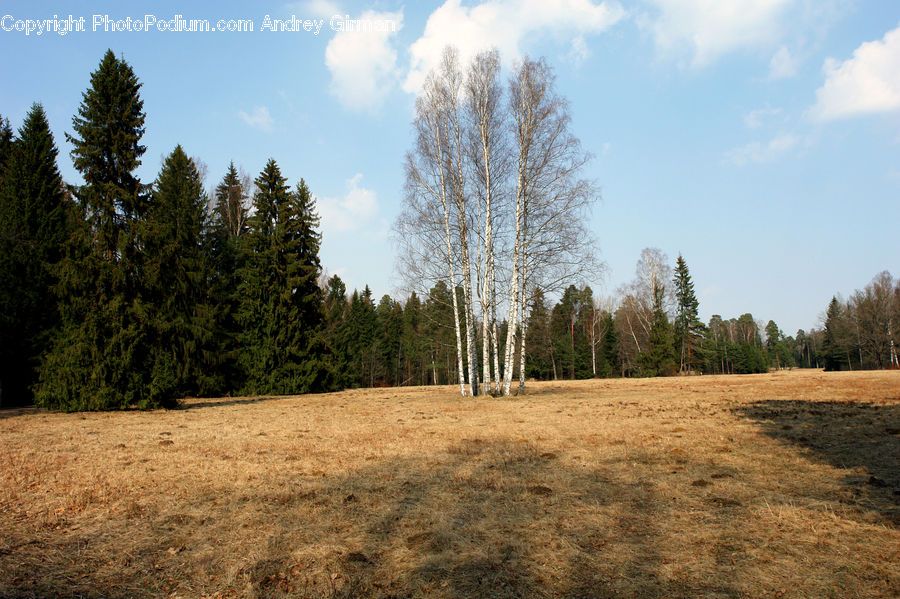 Dirt Road, Gravel, Road, Grassland, Mound, Conifer, Fir