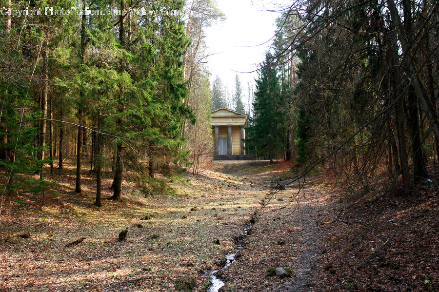 Dirt Road, Gravel, Road, Yard, Forest, Vegetation, Conifer