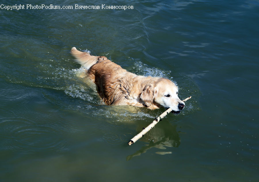 Animal, Canine, Dog, Golden Retriever, Mammal, Pet, Water