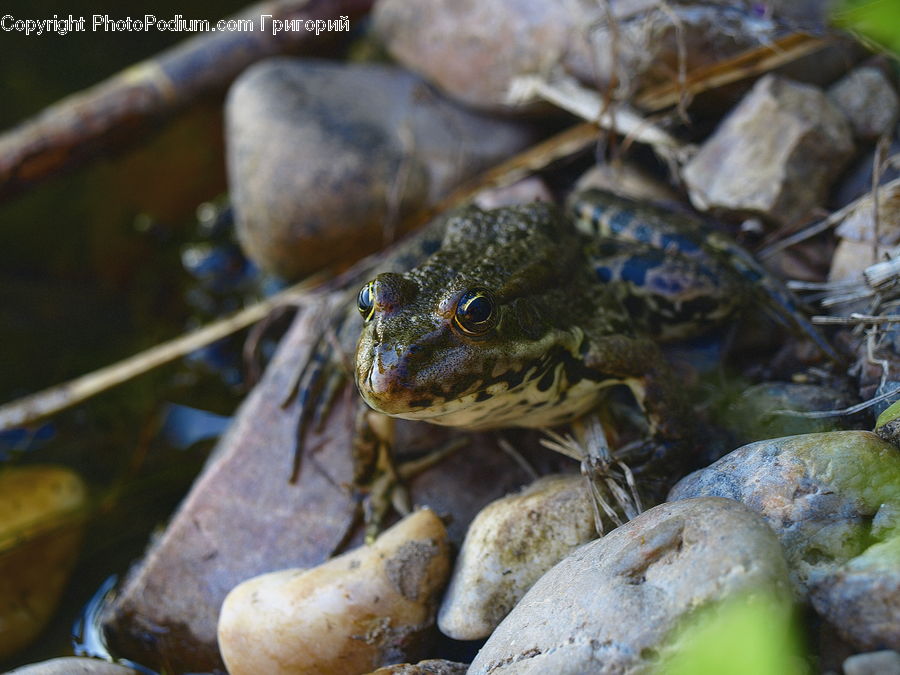 Amphibian, Frog, Wildlife, Crawdad, Seafood, Agaric, Amanita