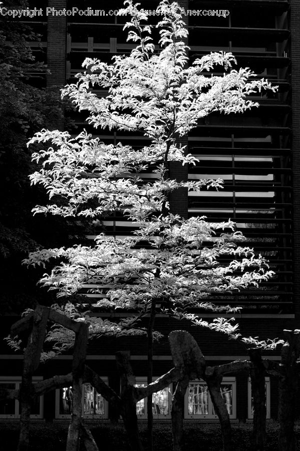 Blossom, Flora, Flower, Plant, Tomb, Tree, Conifer