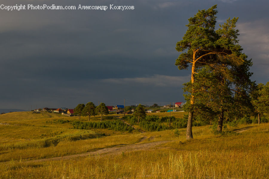 Field, Grass, Grassland, Land, Outdoors, Conifer, Fir