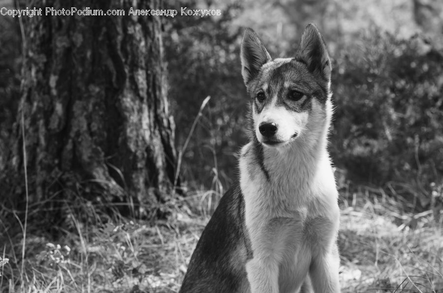 Animal, Canine, Dog, Husky, Mammal, Pet, Outdoors