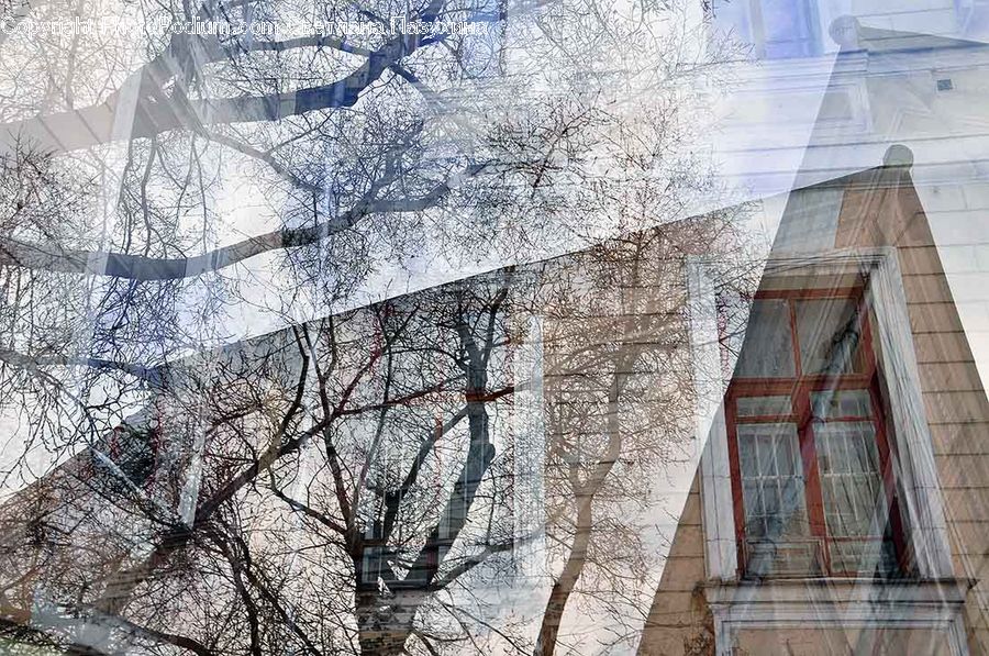 Plant, Tree, City, Downtown, Urban