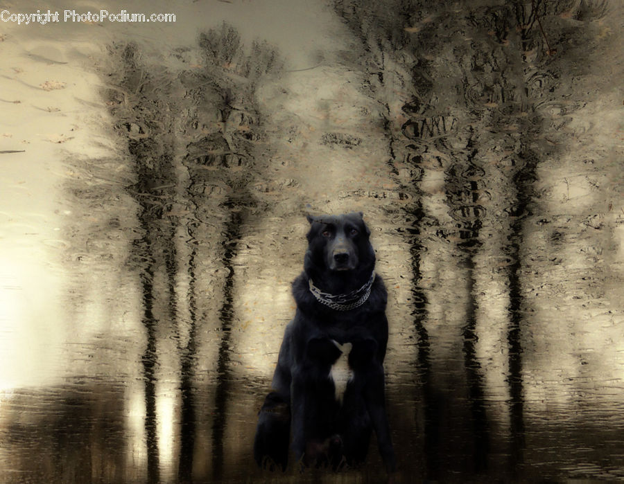 Animal, Canine, Dog, Mammal, Newfoundland, Pet