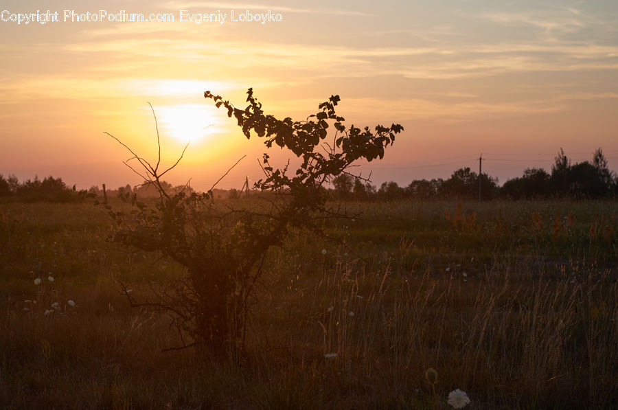 Field, Grass, Grassland, Land, Outdoors, Dawn, Dusk