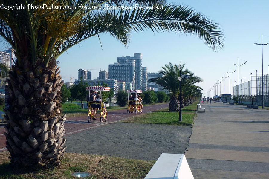 Boardwalk, Path, Pavement, Sidewalk, Walkway, Palm Tree, Plant