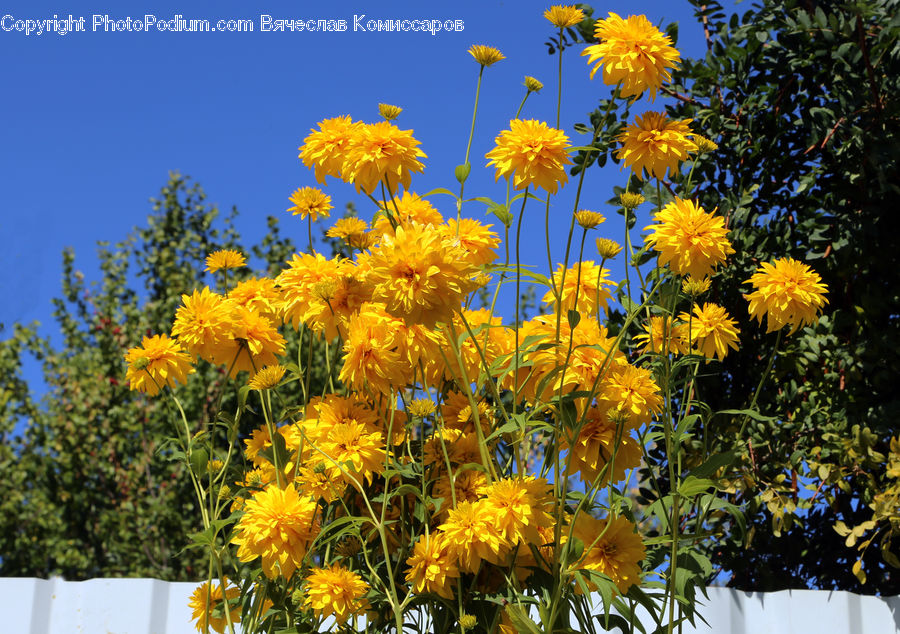 Blossom, Flora, Flower, Plant, Sunflower, Asteraceae, Daisies