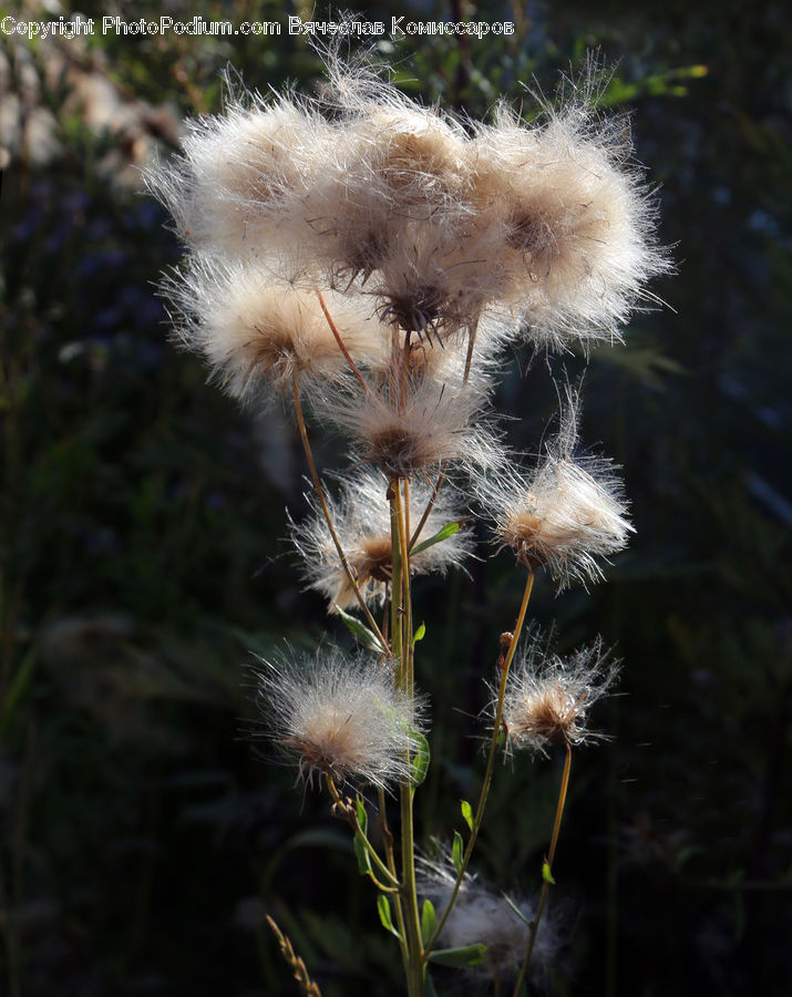 Dandelion, Flower, Plant, Cactus, Blossom, Flora, Field